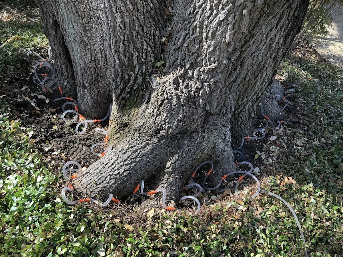 Detailed Tree Cabling and Bracing job site in Mora