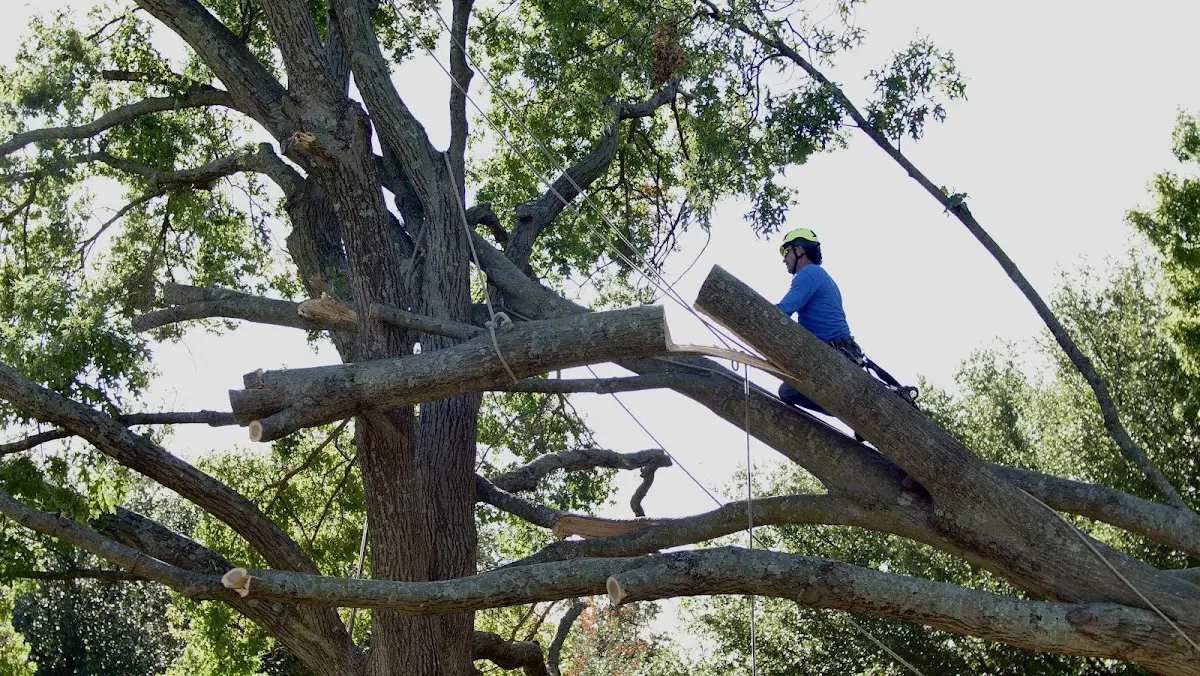 Professional Crown Thinning performed by certified arborists in Mora