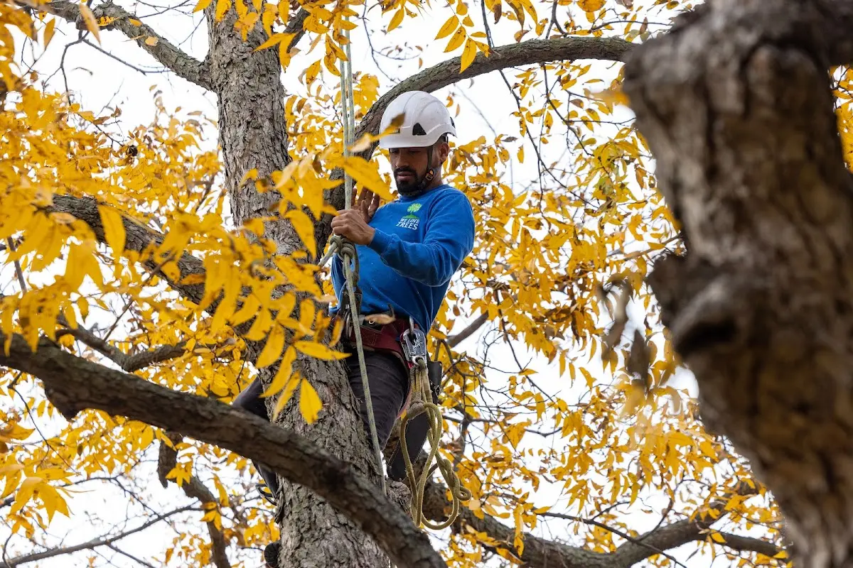Skilled Tree Trimming crew working in Mora